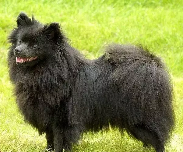 German Spitz (69 photos): description and character of dogs of breed German spitz, black and white puppies. How much dwarf spits live? Haircut dog 22783_19