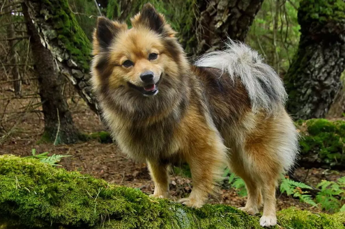 Duitse Spitz (69 foto's): beschrijving en het karakter van de honden van het ras Duitse Spitz, zwart en wit puppies. Hoeveel dwerg spits leven? kapsel hond 22783_2