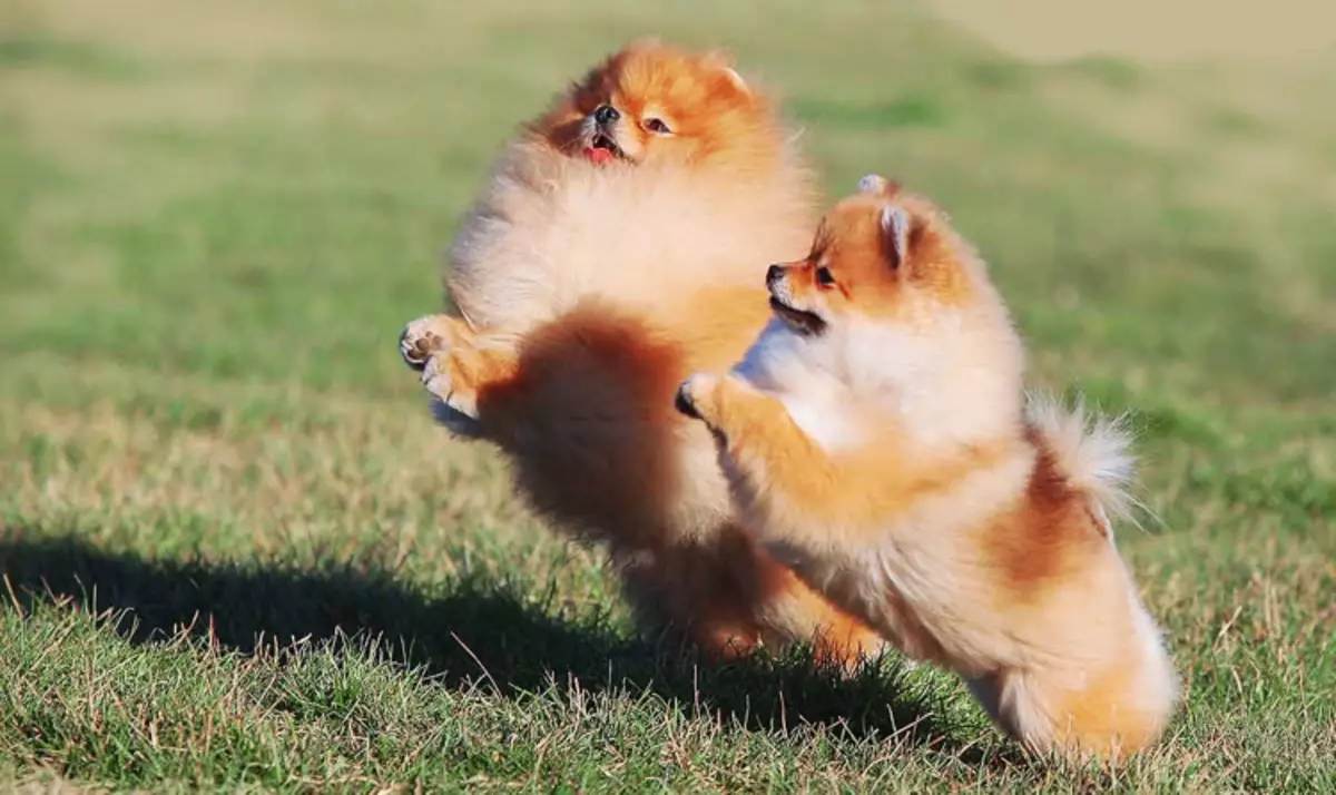 Dútske Spitz (69 foto's): Beskriuwing en karakter fan hûnen fan ras Dútske Spitz, Swarte en wite puppies. Hoefolle dwerch spits libje? Haircut dog 22783_20