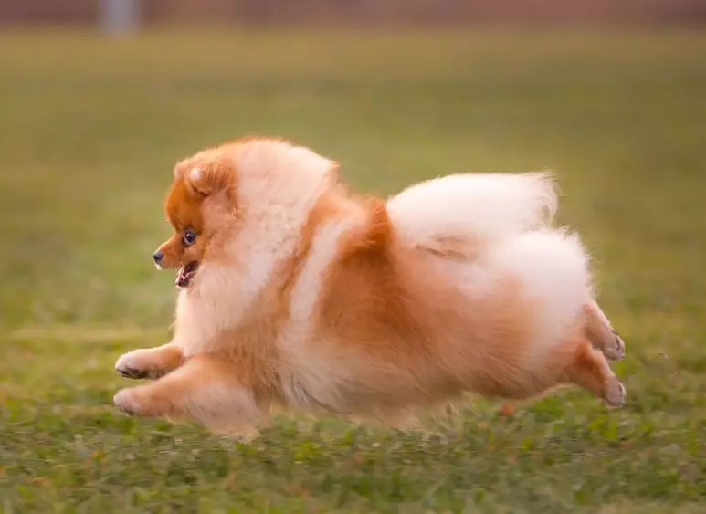 German Spitz (69 awọn fọto): apejuwe ati ti ohun kikọ silẹ ti awọn aja ti ajọbi German Spitz, dudu ati funfun aja. Bi o Elo arara spits yè? haircut aja 22783_21