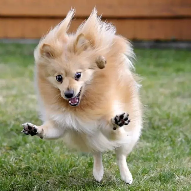 Duitse Spitz (69 foto's): beskrywing en karakter van honde van ras Duitse Spitz, swart en wit hondjies. Hoeveel dwerg spoeg leef? haarsny hond 22783_24