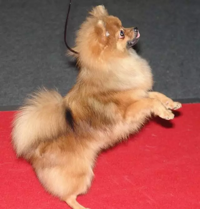 German Spitz (69 foto): Deskripsyon ak karaktè nan chen nan kwaze Spitz Alman, nwa ak blan puppies. Ki kantite tinen krache viv? Tèt chen 22783_25