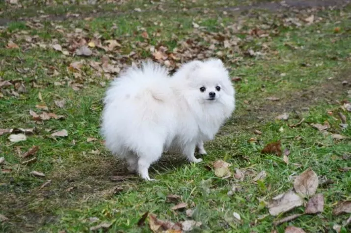 Spitz alemán (69 fotos): Descripción y carácter de perros de raza Pompies alemán, cachorros en blanco y negro. ¿Cuántos escupidos enanos viven? Perro de corte de pelo 22783_26