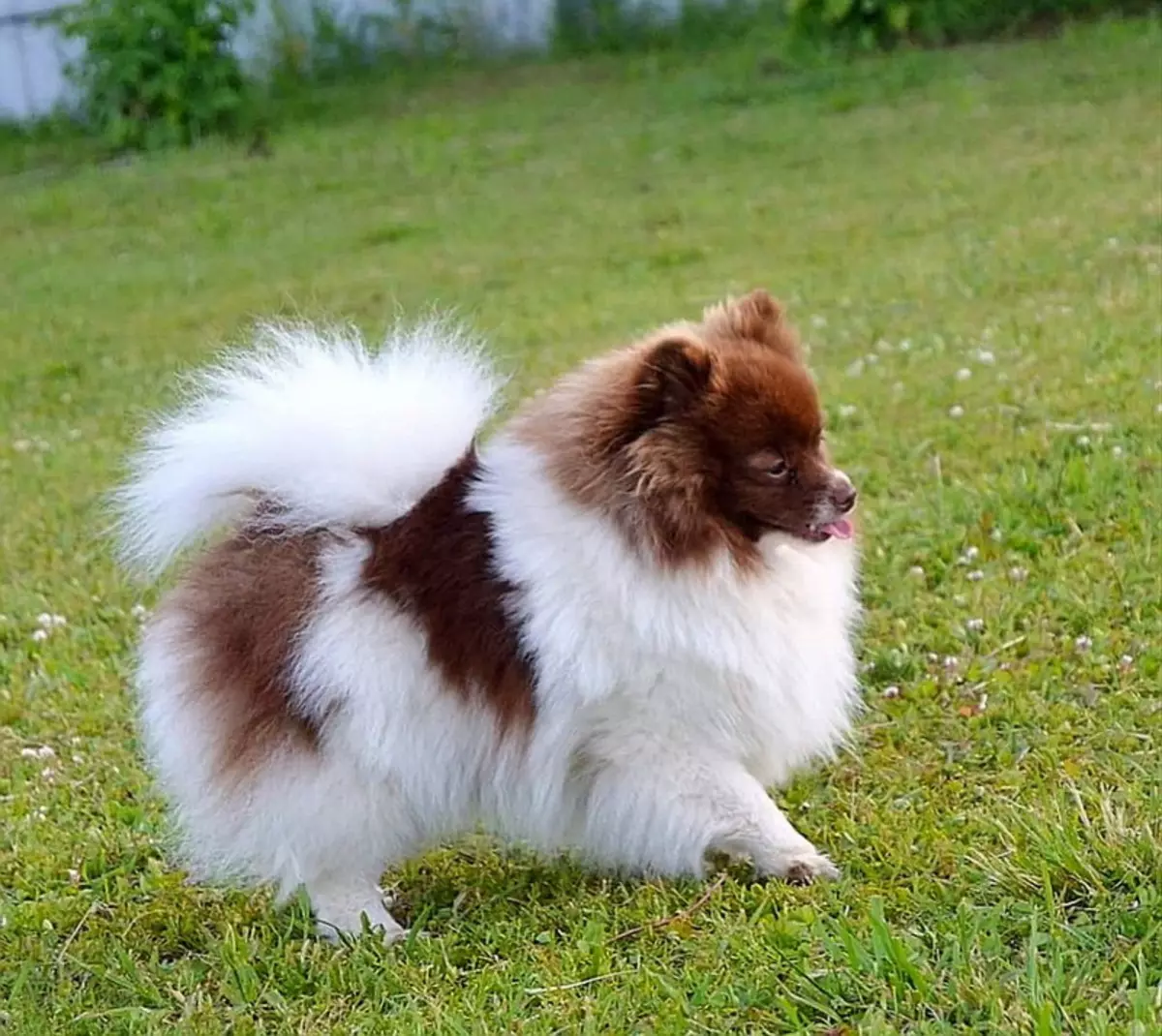 Spitz alemán (69 fotos): Descripción y carácter de perros de raza Pompies alemán, cachorros en blanco y negro. ¿Cuántos escupidos enanos viven? Perro de corte de pelo 22783_27