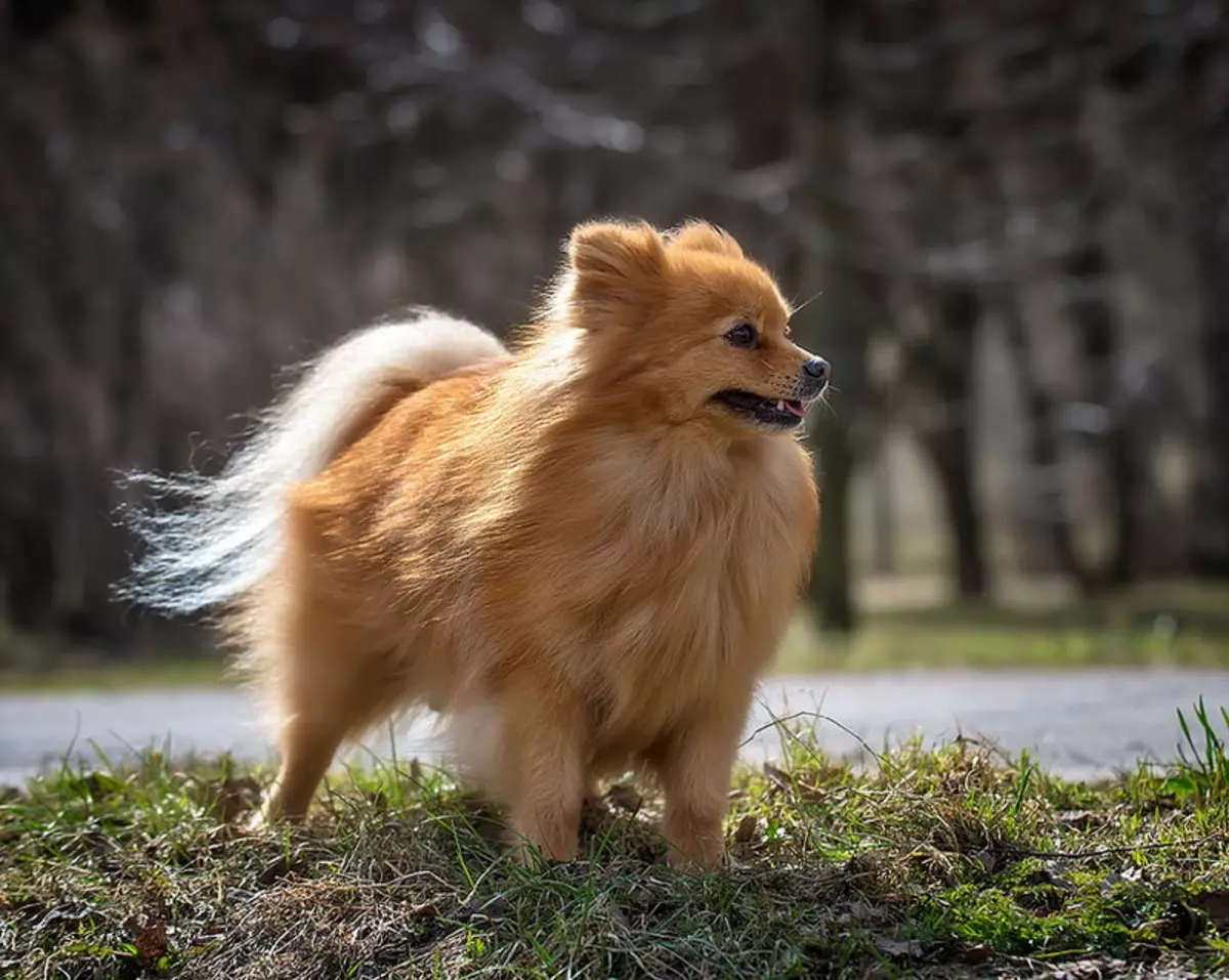 Duitse Spitz (69 foto's): beskrywing en karakter van honde van ras Duitse Spitz, swart en wit hondjies. Hoeveel dwerg spoeg leef? haarsny hond 22783_28