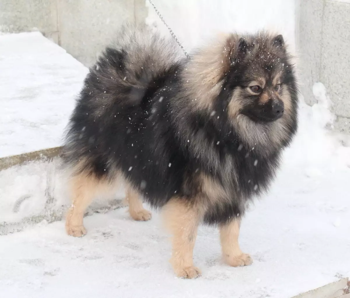 German Spitz (69 ritratt): Deskrizzjoni u l-karattru ta 'klieb ta' razza Spitz Ġermaniż, Ġriewi Iswed u Abjad. Kemm tgħix Dwarf Spits? Kelb haircut 22783_29