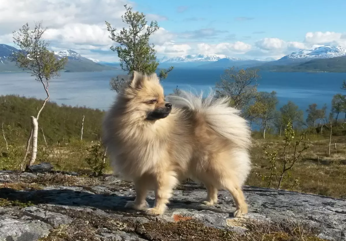 German Spitz (69 լուսանկար). Greed Great Great Gream- ի շների նկարագրությունը եւ բնույթը, սեւ եւ սպիտակ լակոտները: Որքան է ապրում թզուկը: Սանրվածքի շուն 22783_3