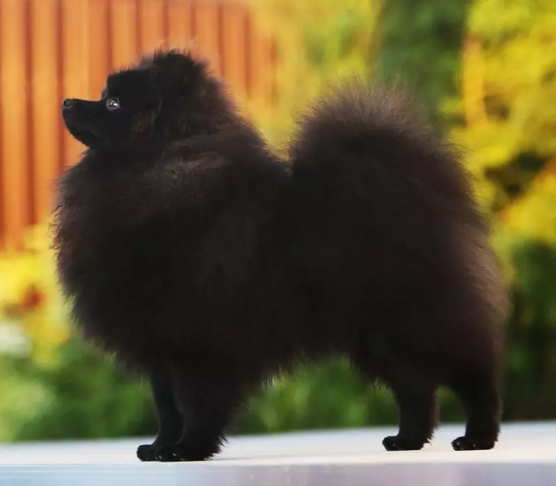 Spitz alemán (69 fotos): Descripción y carácter de perros de raza Pompies alemán, cachorros en blanco y negro. ¿Cuántos escupidos enanos viven? Perro de corte de pelo 22783_30