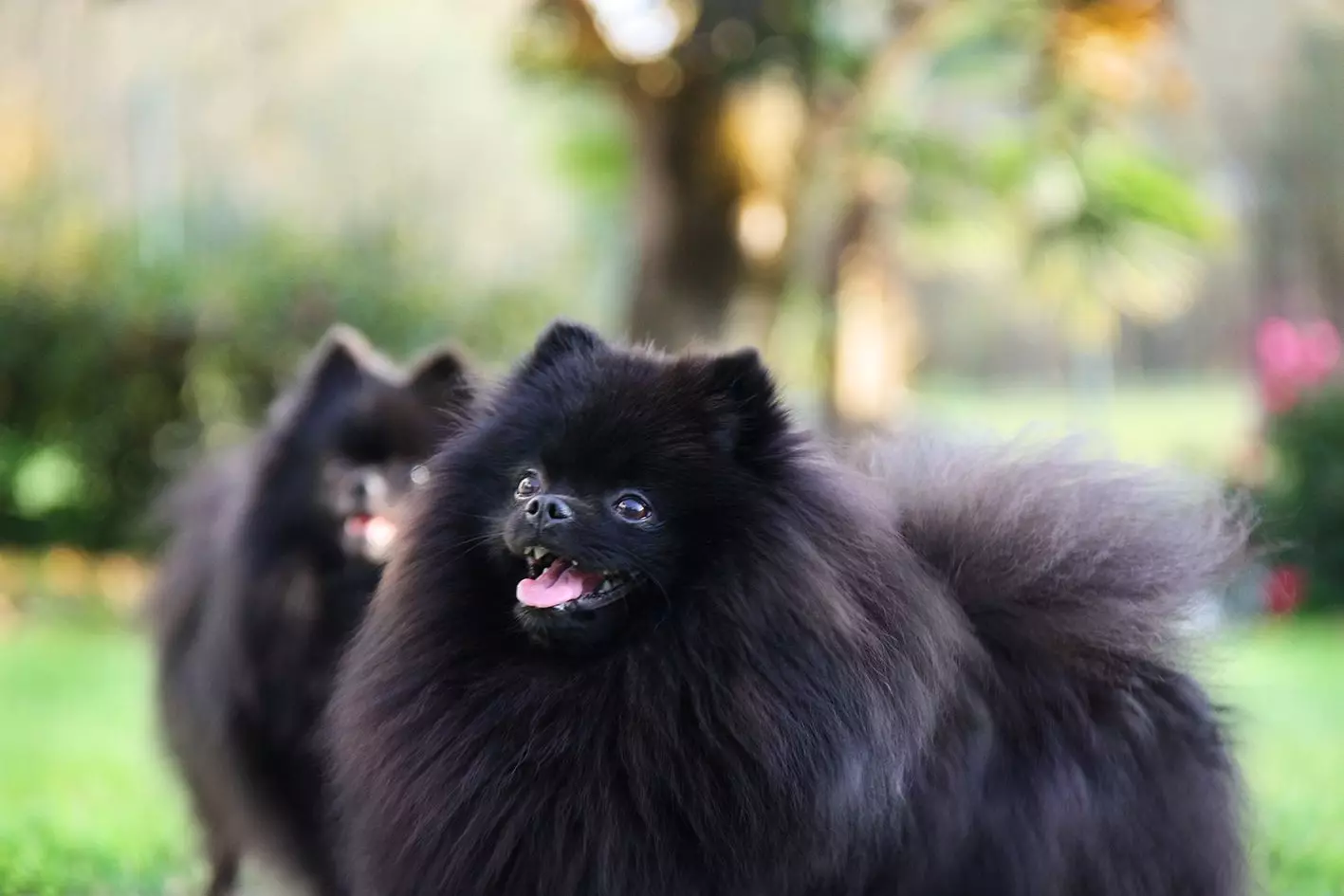 Spitz alemán (69 fotos): Descripción y carácter de perros de raza Pompies alemán, cachorros en blanco y negro. ¿Cuántos escupidos enanos viven? Perro de corte de pelo 22783_32