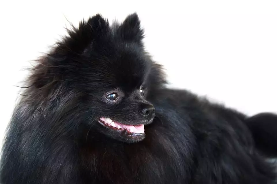Nemecký Spitz (69 fotografií): Popis a charakter psov plemena Nemecký Spitz, čiernobiele šteniatka. Koľko trpaslíckych pruhov žije? Strážca 22783_33
