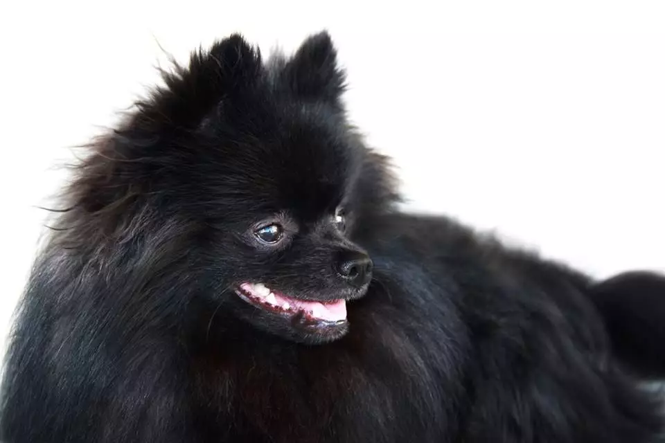 German Spitz (69 լուսանկար). Greed Great Great Gream- ի շների նկարագրությունը եւ բնույթը, սեւ եւ սպիտակ լակոտները: Որքան է ապրում թզուկը: Սանրվածքի շուն 22783_33