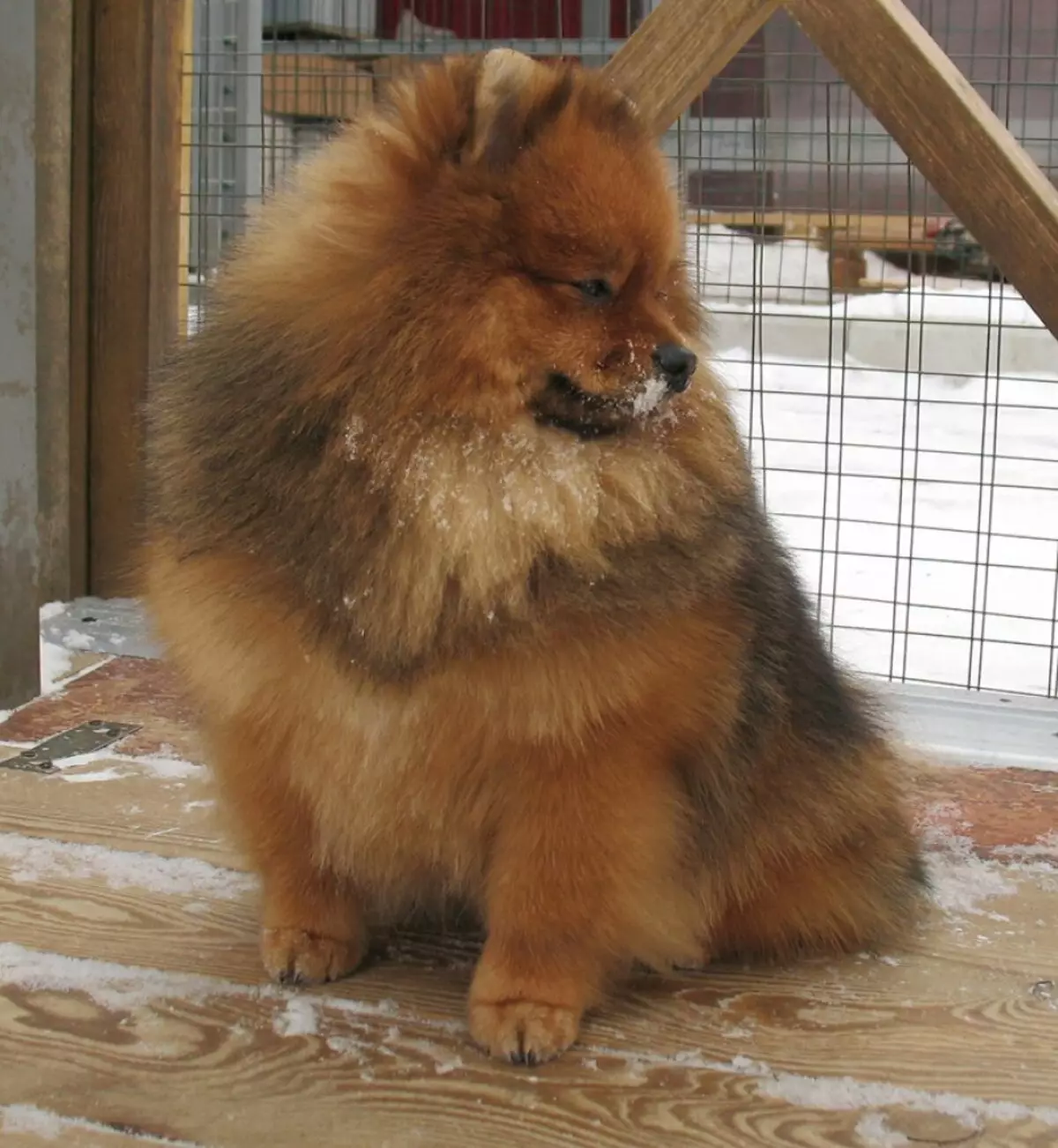 Skala Spitz (69 poto): Katerangan sareng karakter anjing breed breed Breakdz, Puppies Hideung sareng Bodas. Sakumaha seueur bungkus dwarf? Anjing rambut 22783_34