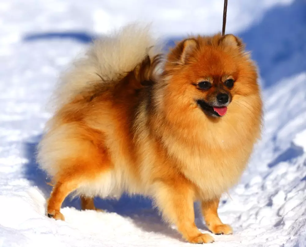 German Spitz (69 լուսանկար). Greed Great Great Gream- ի շների նկարագրությունը եւ բնույթը, սեւ եւ սպիտակ լակոտները: Որքան է ապրում թզուկը: Սանրվածքի շուն 22783_35