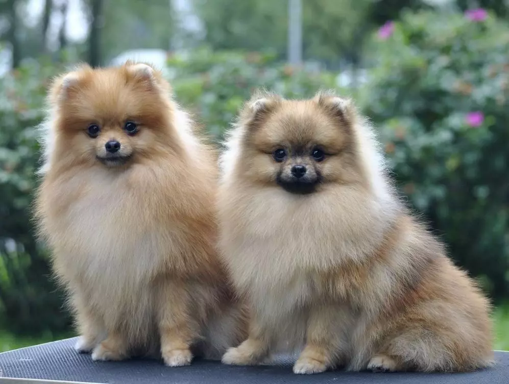 German Spitz (69 photos): Umwirondoro n'imico n'imbwa izana German Spitz, black and white puppies. Angahe aciriye dwarf kubaho? Isunzu imbwa 22783_36