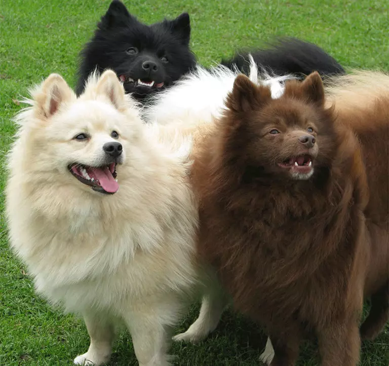 German Spitz (69 լուսանկար). Greed Great Great Gream- ի շների նկարագրությունը եւ բնույթը, սեւ եւ սպիտակ լակոտները: Որքան է ապրում թզուկը: Սանրվածքի շուն 22783_37