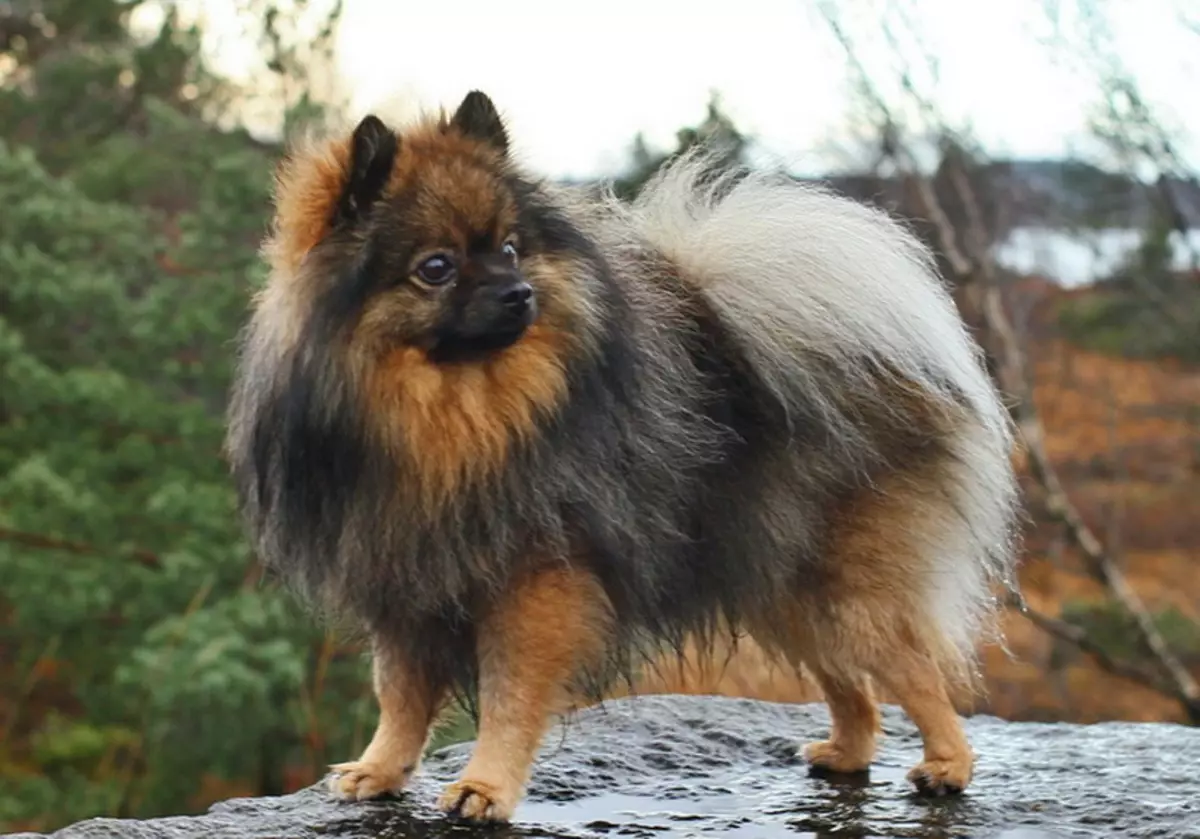 Duitse Spitz (69 foto's): beschrijving en het karakter van de honden van het ras Duitse Spitz, zwart en wit puppies. Hoeveel dwerg spits leven? kapsel hond 22783_4