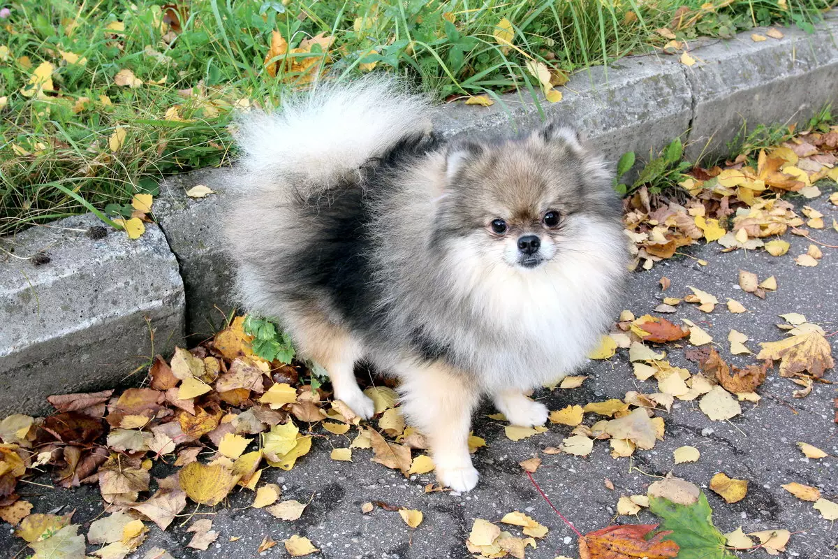 Duitse Spitz (69 foto's): beschrijving en het karakter van de honden van het ras Duitse Spitz, zwart en wit puppies. Hoeveel dwerg spits leven? kapsel hond 22783_5