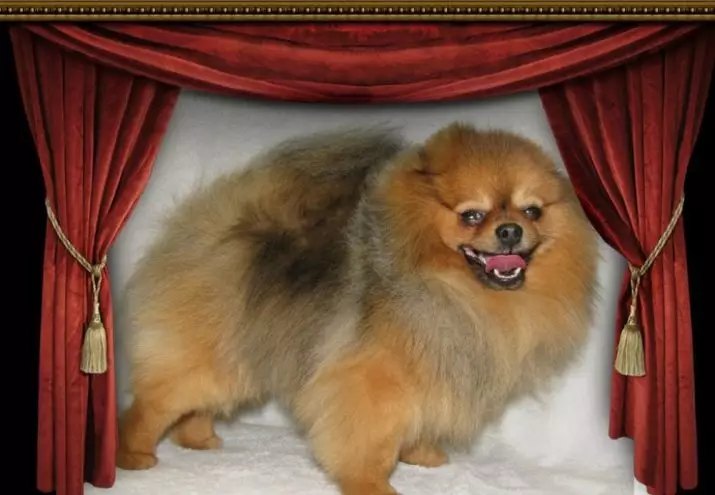 Skala Spitz (69 poto): Katerangan sareng karakter anjing breed breed Breakdz, Puppies Hideung sareng Bodas. Sakumaha seueur bungkus dwarf? Anjing rambut 22783_59