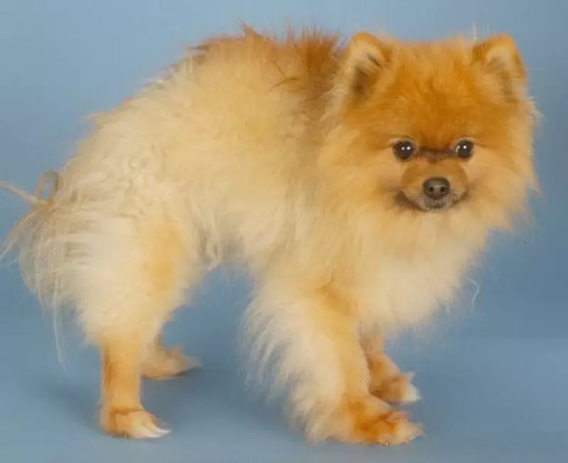 German Spitz (69 լուսանկար). Greed Great Great Gream- ի շների նկարագրությունը եւ բնույթը, սեւ եւ սպիտակ լակոտները: Որքան է ապրում թզուկը: Սանրվածքի շուն 22783_6