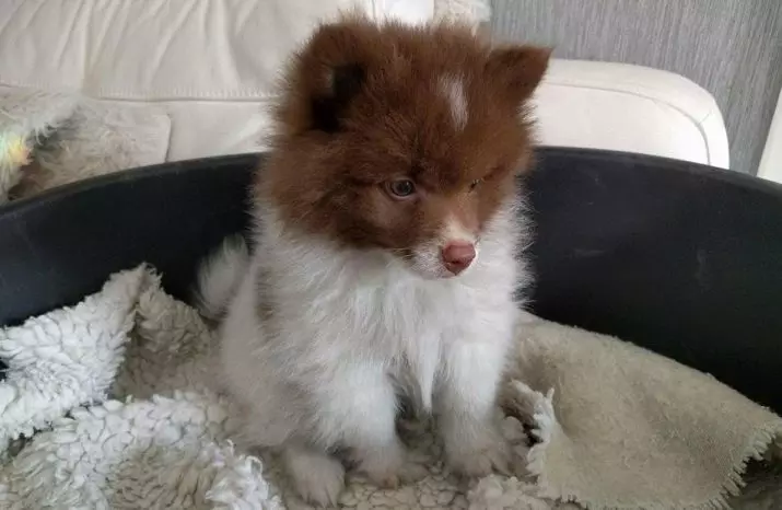 Skala Spitz (69 poto): Katerangan sareng karakter anjing breed breed Breakdz, Puppies Hideung sareng Bodas. Sakumaha seueur bungkus dwarf? Anjing rambut 22783_60