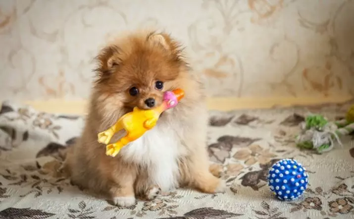 Spitz alemán (69 fotos): Descripción y carácter de perros de raza Pompies alemán, cachorros en blanco y negro. ¿Cuántos escupidos enanos viven? Perro de corte de pelo 22783_62