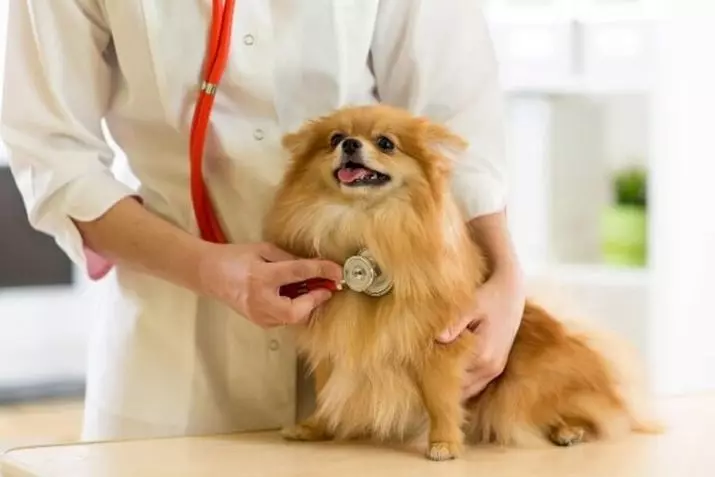 Dútske Spitz (69 foto's): Beskriuwing en karakter fan hûnen fan ras Dútske Spitz, Swarte en wite puppies. Hoefolle dwerch spits libje? Haircut dog 22783_68