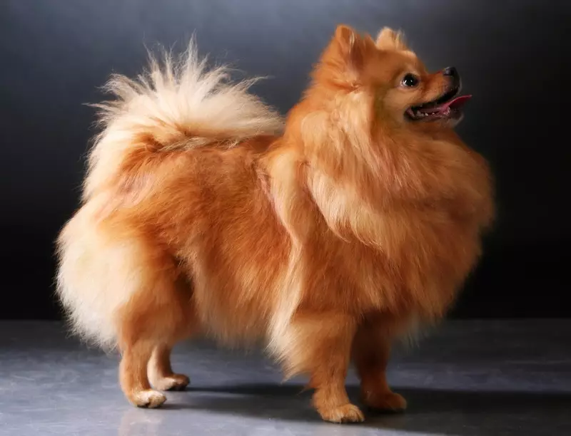 Skala Spitz (69 poto): Katerangan sareng karakter anjing breed breed Breakdz, Puppies Hideung sareng Bodas. Sakumaha seueur bungkus dwarf? Anjing rambut 22783_7