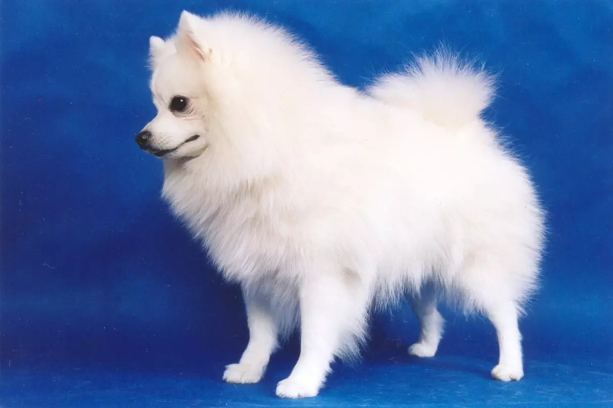 Alman Spitz (69 wêne): Danasîn û karaktera kûçikên kûçikên spitz, reş û spî yên spî. Dwarf çiqas dwarf dijî? Kûçikê por 22783_8