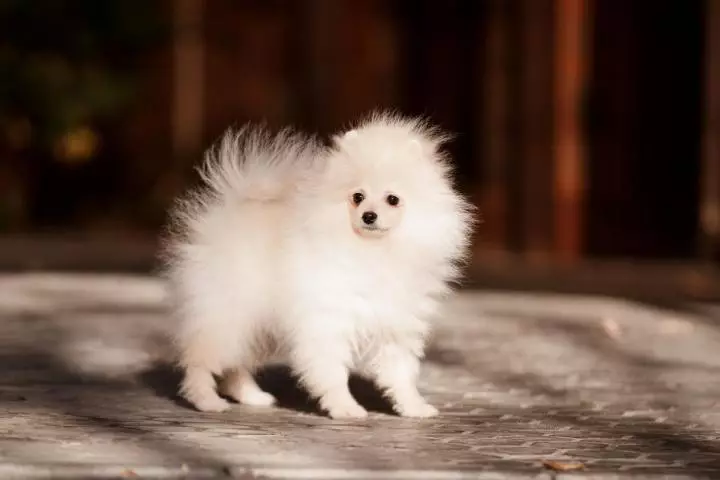 WHITE SPITTS (43 Billeder): Funktioner af uldfarve i små hvalpe og store hunde. Sådan kalder du voksen Spitz Boy og Girl? 22784_10
