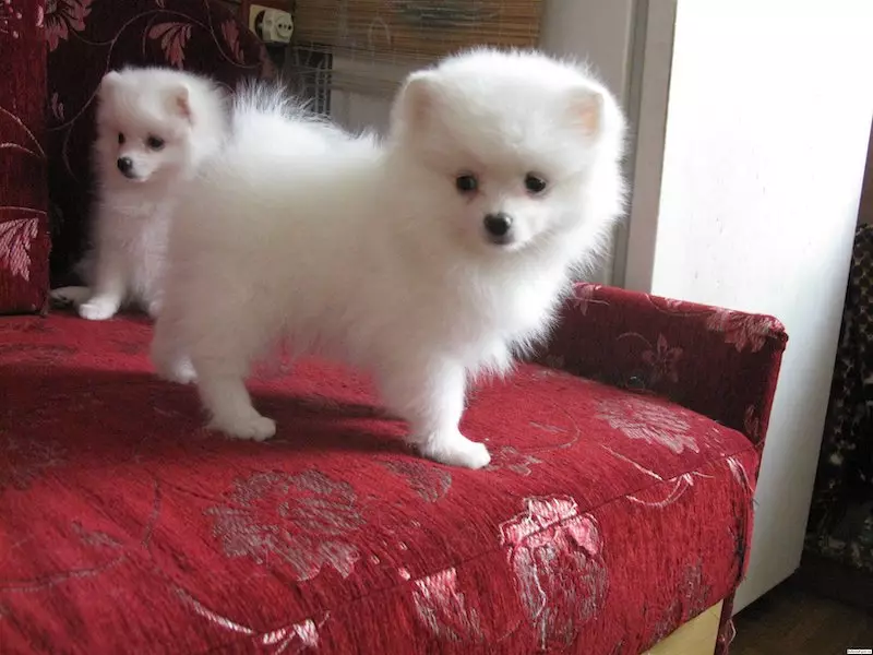 Valkoinen SPITTS (43 valokuvaa): Villan värin ominaisuudet pienissä pennuissa ja suurissa koirissa. Kuinka soittaa aikuisille Spitz Boy ja Girl? 22784_20