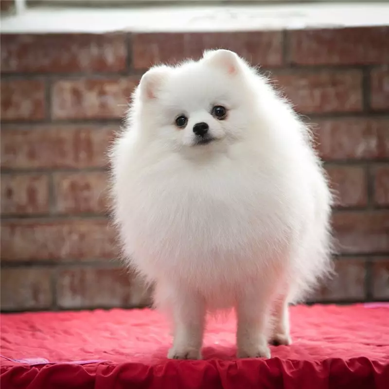 Valkoinen SPITTS (43 valokuvaa): Villan värin ominaisuudet pienissä pennuissa ja suurissa koirissa. Kuinka soittaa aikuisille Spitz Boy ja Girl? 22784_3