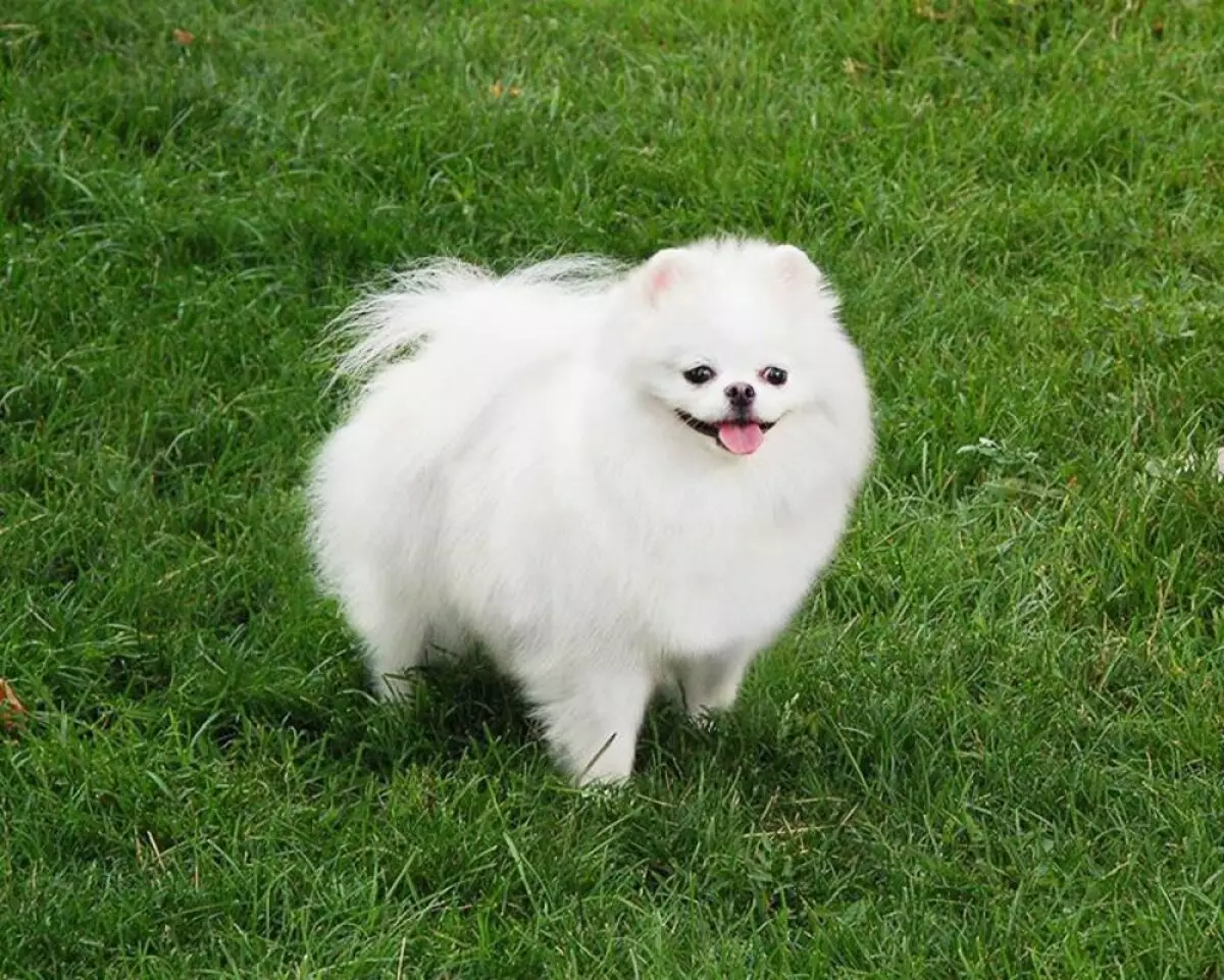 Valkoinen SPITTS (43 valokuvaa): Villan värin ominaisuudet pienissä pennuissa ja suurissa koirissa. Kuinka soittaa aikuisille Spitz Boy ja Girl? 22784_9