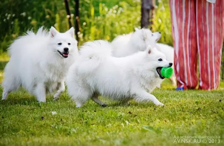 日本のスピッツ（58写真）：ホワイト子犬と大人の小人犬、長所と短所、サイズ、体重、所有者のレビュー 22787_17