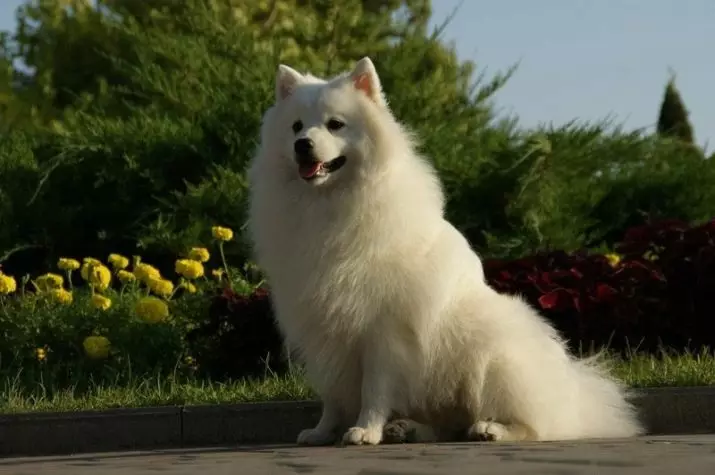 Jaapani SPITZ (58 fotot): valgete kutsikate ja täiskasvanute kääbus koerad, plussid ja miinused, suurused ja kaalu, omanike ülevaated 22787_21