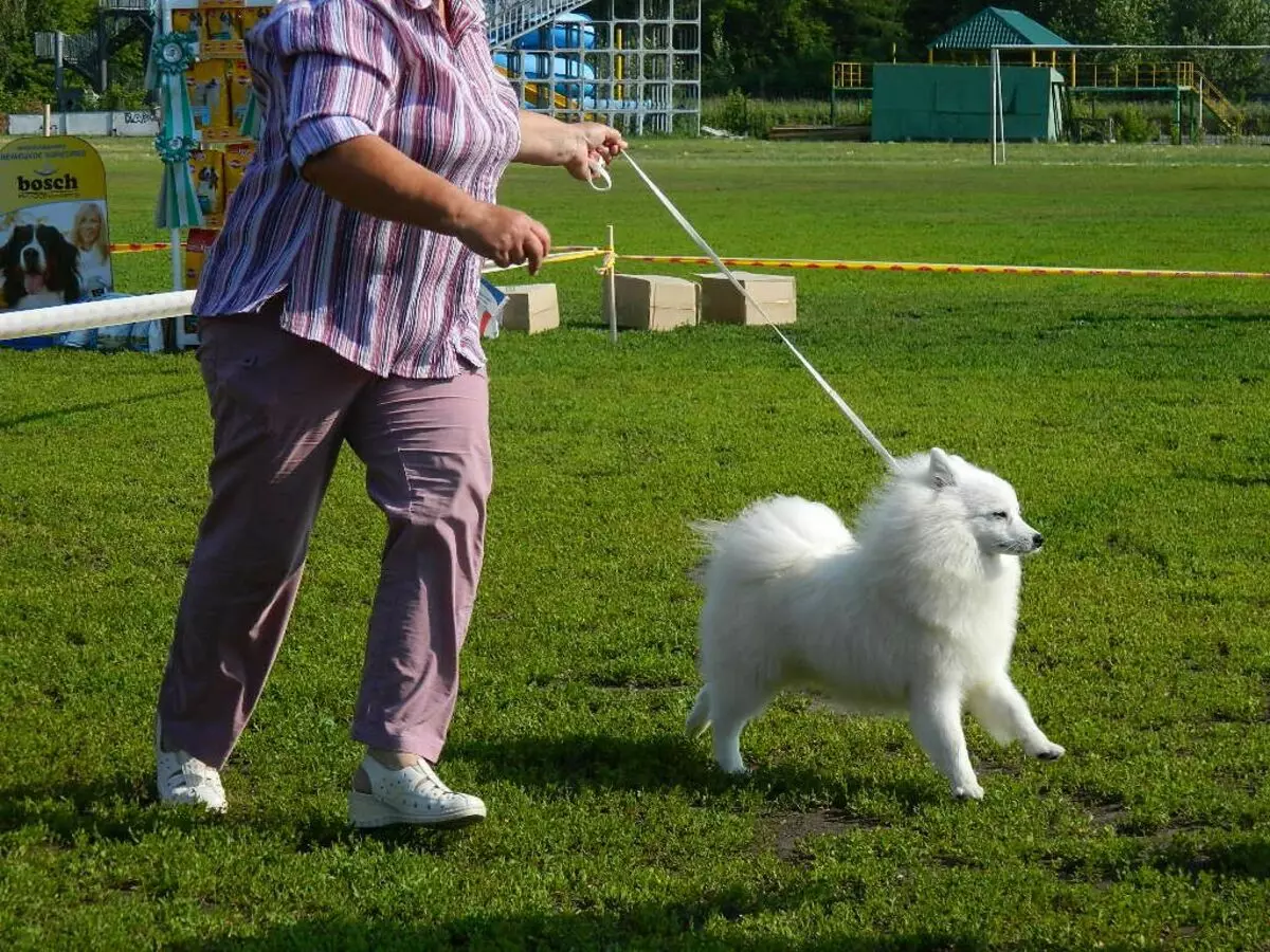 일본 스피츠 (58 장의 사진) : 흰색 강아지와 성인 드워프 개, 장단점, 크기 및 무게, 소유자의 리뷰 22787_22