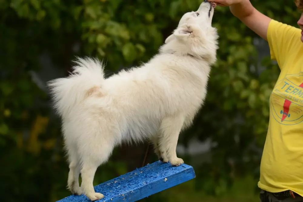 日本のスピッツ（58写真）：ホワイト子犬と大人の小人犬、長所と短所、サイズ、体重、所有者のレビュー 22787_24