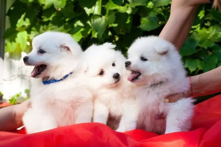 Японський шпіц (58 фото): опис білих цуценят і дорослих карликових собак, плюси і мінуси, розміри і вага, відгуки власників 22787_37