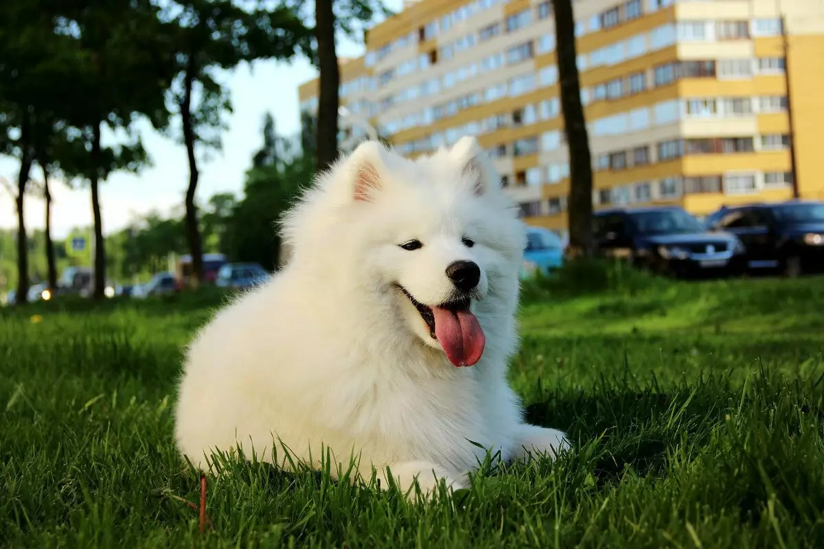 일본 스피츠 (58 장의 사진) : 흰색 강아지와 성인 드워프 개, 장단점, 크기 및 무게, 소유자의 리뷰 22787_4