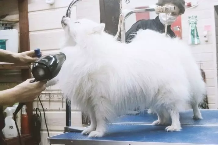 日本のスピッツ（58写真）：ホワイト子犬と大人の小人犬、長所と短所、サイズ、体重、所有者のレビュー 22787_40