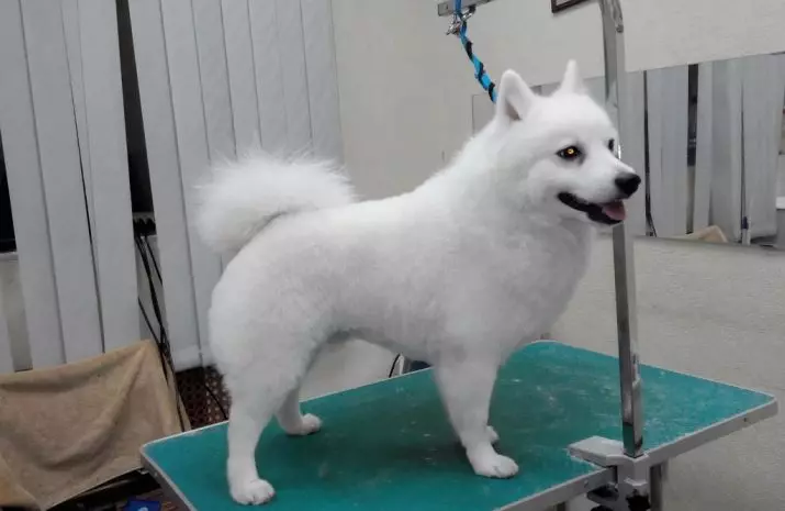 日本のスピッツ（58写真）：ホワイト子犬と大人の小人犬、長所と短所、サイズ、体重、所有者のレビュー 22787_46