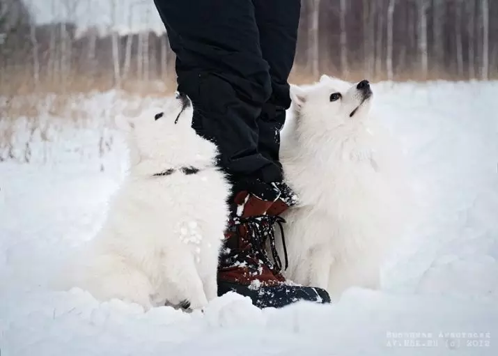 일본 스피츠 (58 장의 사진) : 흰색 강아지와 성인 드워프 개, 장단점, 크기 및 무게, 소유자의 리뷰 22787_47