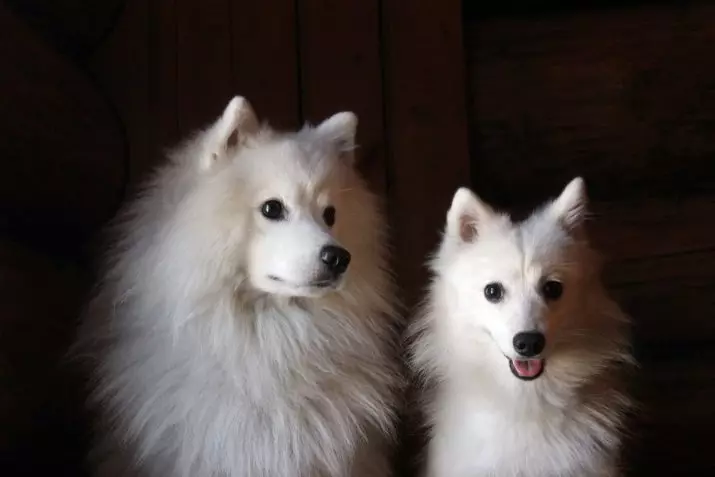 日本のスピッツ（58写真）：ホワイト子犬と大人の小人犬、長所と短所、サイズ、体重、所有者のレビュー 22787_48
