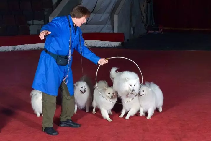 日本のスピッツ（58写真）：ホワイト子犬と大人の小人犬、長所と短所、サイズ、体重、所有者のレビュー 22787_53