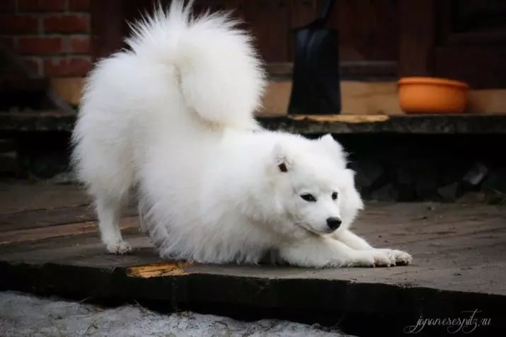 日本のスピッツ（58写真）：ホワイト子犬と大人の小人犬、長所と短所、サイズ、体重、所有者のレビュー 22787_55