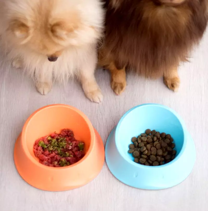Mit kell táplálni a spitz? Hogyan kell etetni egy kiskutyát 1, 2 és 3 hónapos korban? Lehetséges az alma és a banán kutyák? Hogyan készítsünk étrendet a Spitz fajtájának kutyái számára? 22789_10