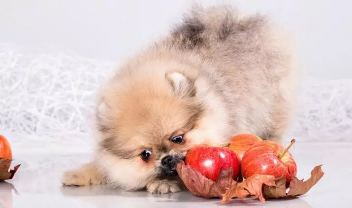 Mit kell táplálni a spitz? Hogyan kell etetni egy kiskutyát 1, 2 és 3 hónapos korban? Lehetséges az alma és a banán kutyák? Hogyan készítsünk étrendet a Spitz fajtájának kutyái számára? 22789_19