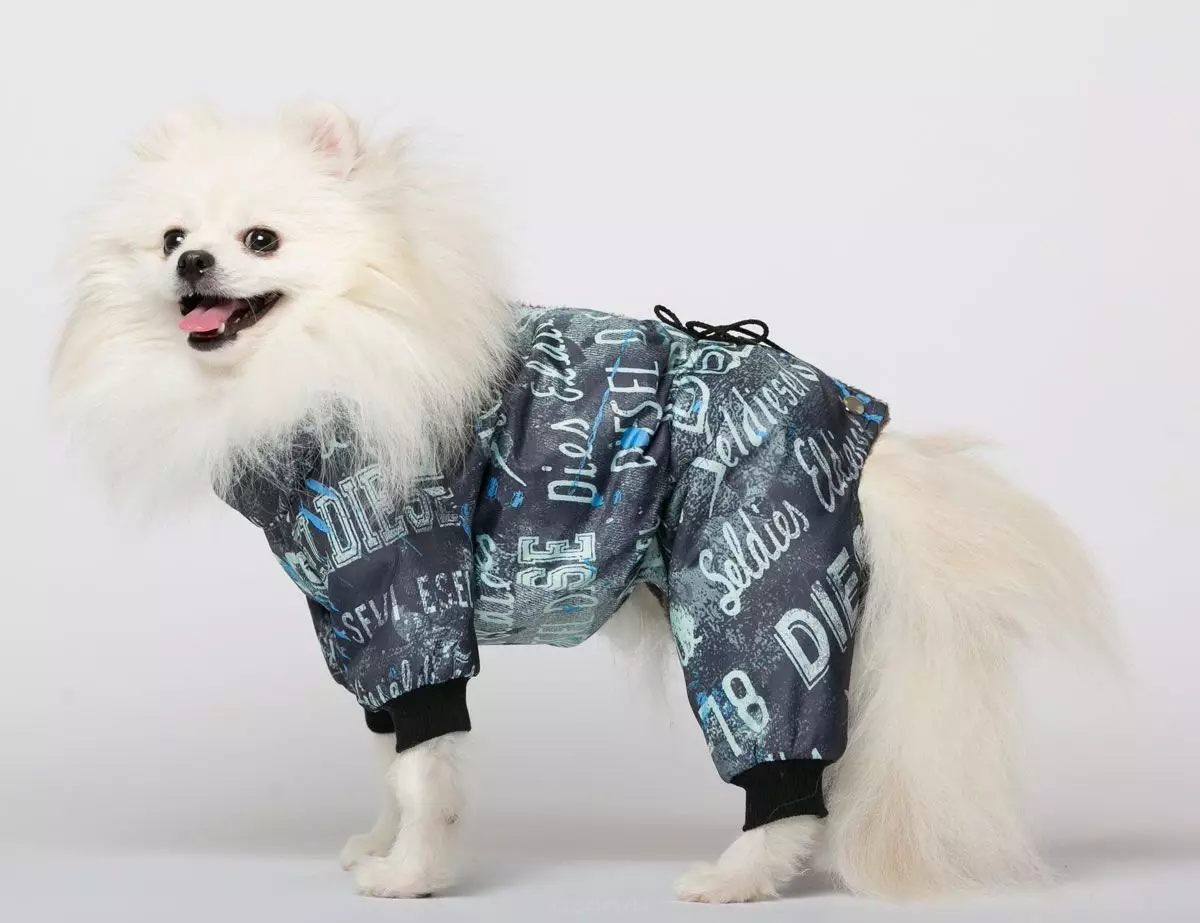 Pakaian Spitz (31 gambar): Pakaian musim sejuk untuk anjing. Bagaimana untuk memilih pakaian untuk anak lelaki anjing dan perempuan? 22790_13