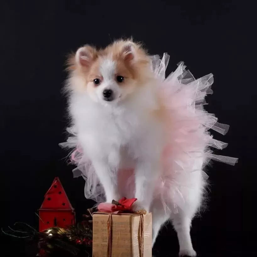 la roba de l'gos de Pomerània (31 fotos): roba d'hivern per al gos. Com triar la roba per a un cadell i nenes nois? 22790_14