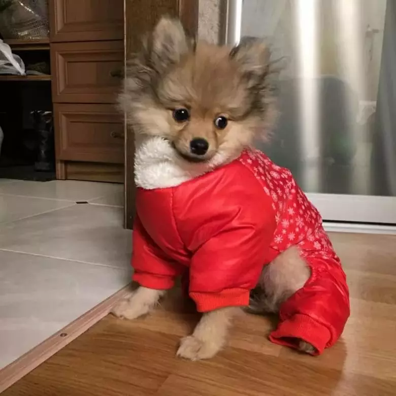 Pakaian Spitz (31 gambar): Pakaian musim sejuk untuk anjing. Bagaimana untuk memilih pakaian untuk anak lelaki anjing dan perempuan? 22790_17