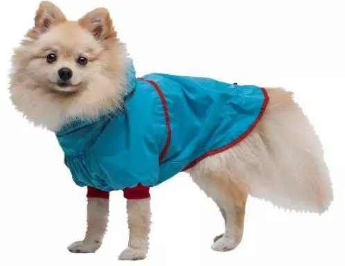SPITZ Oblačila (31 fotografij): Zimska oblačila za psa. Kako izbrati oblačila za fante Puppy in dekleta? 22790_18